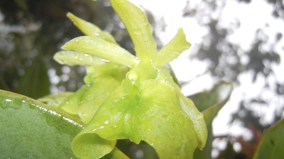 Once Upon a Time an Orchid: Bringing Together Local Communities and Biology to Combat Mining in Colombia