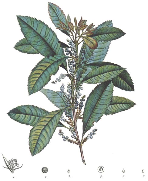 Myrica arguta. Described by Humboldt and Bonpland in 1818, in Fusagasugá, Colombia. Photo: Archive of Banco de la República de Colombia.