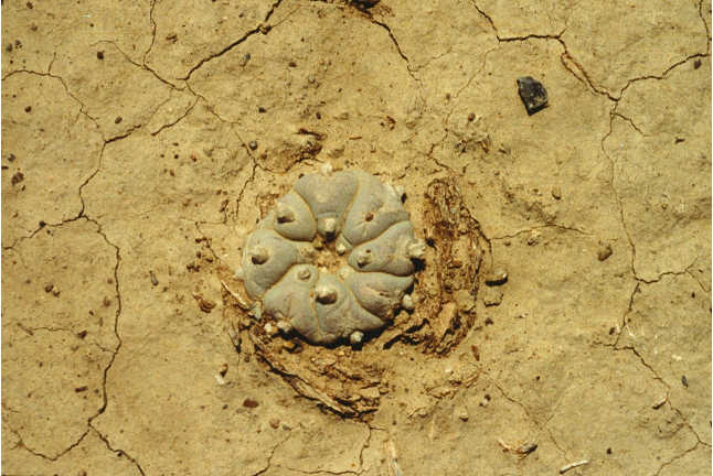 Source: Peyote (Lophophora williamsii). © Héctor M. Hernández M. https://www.tropicos.org/image/100445679.